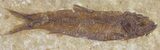 Detailed, Knightia Fossil Fish - Wyoming #53880-1